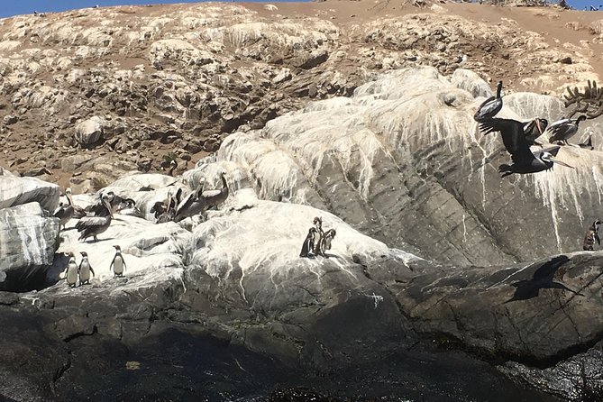 Fr STGO: WILD PENGUINS, SEALION, SANDBOARD, PARAGLIDING & PICNIC - Sea lions at the fishing market