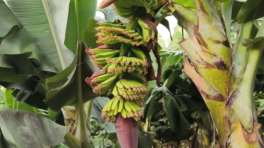 Gran Canaria: Paragliding Flight & Banana Plantation Tour - Fresh bananas, local cheese, and honey