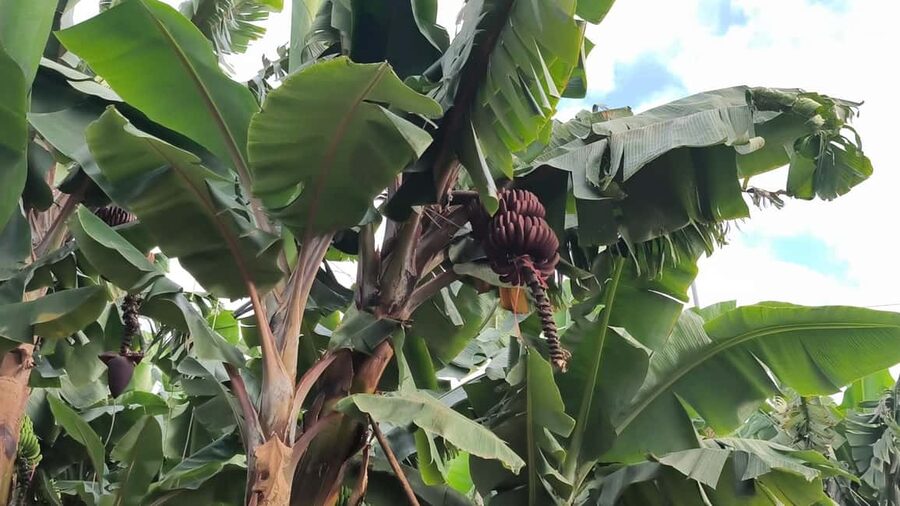Gran Canaria: Paragliding Flight & Banana Plantation Tour - Who should book this experience?